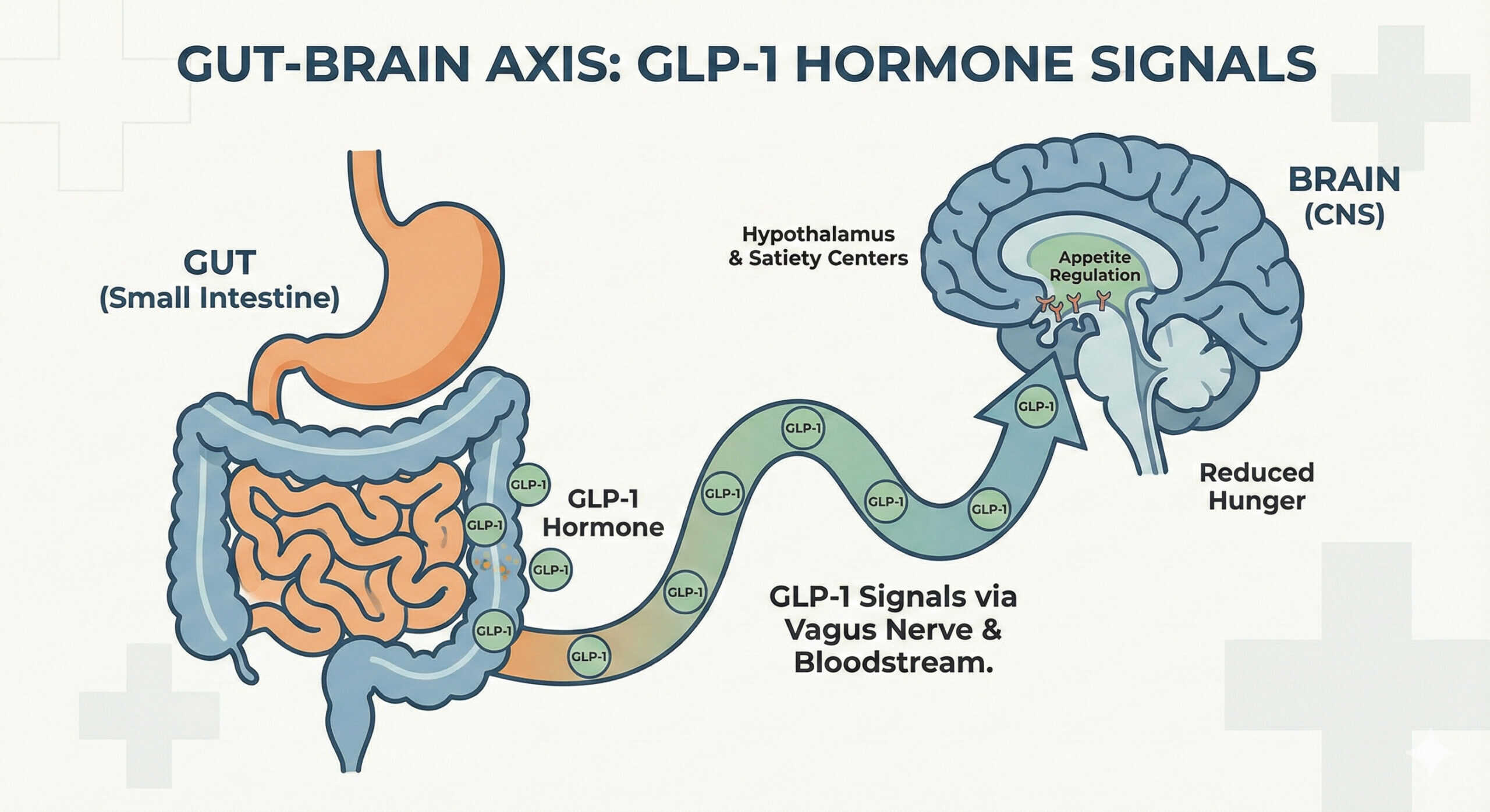 Curated visual reference: Fresh Look at What Is Glp 1 Simple Explanation Of The Hunger Control